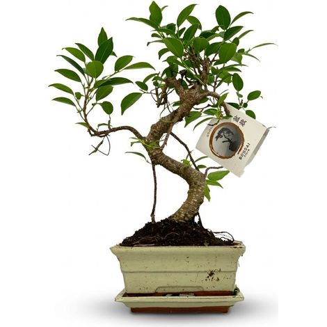 Bonsaï d'Intérieur Tronc en Forme de S avec Coupe en Céramique Ø 15 cm Hauteur 30-35 cm - PANGIVO