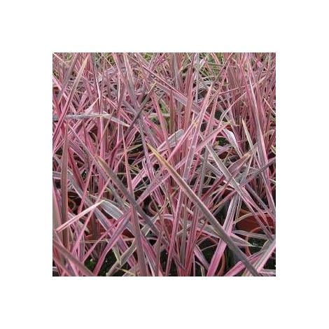 Cordyline de Banks Electric Star® 'Sprilecstar'/Pot de 4L - 40/60 cm (1/4)