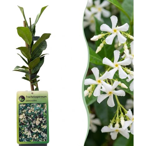 Plante grimpante Lonicera henryi Trachelospermum jasmin étoilé pour jardin lot de 4 (1/5)