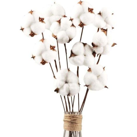 10 Fleurs de Coton Séchées Naturelles Tiges Décoratives pour Composition Florale Maison Balcon Table (1/4)