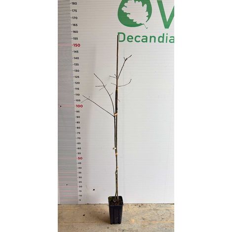 Pianta di Quercus rubra - QUERCIA ROSSA in vaso 13x13
