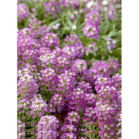 Alysse odorante 'Rosie'O'Day' le sachet de 1050 graines (0,5g) (1/2)