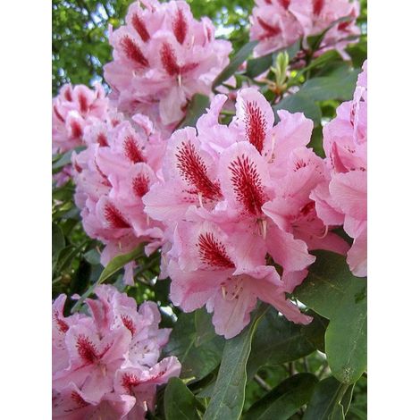 Rhododendron 'INKARHO Furnivall's Daughter.' Pot de 3L/4L (1/3)