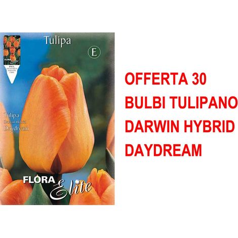 BULBI AUTUNNALI OFFERTA 30 BULBI TULIPANO DARWIN HYBRID DAYDREAM BULBI BULBS