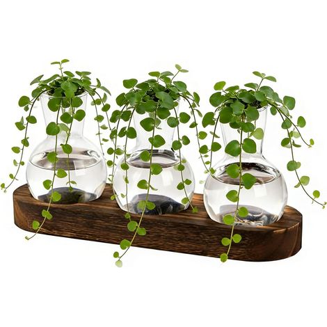 Vases de Propagation pour Terrarium D'Enracinement avec Une Base en Bois Planteur En Verre pour Chambre Bibliothèque Dortoir Salon Lieu de Travail Table (1/5)