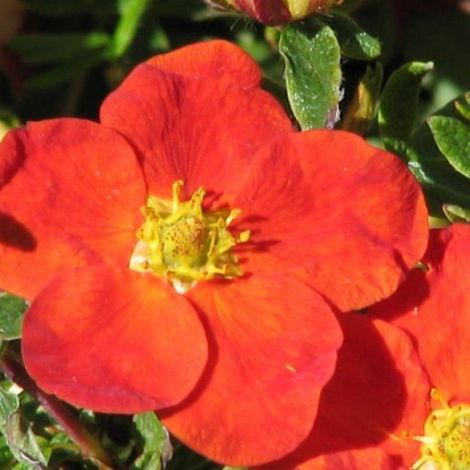 Potentille arbustive 'Red Ace' - 25-30 cm pot