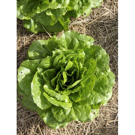 Laitue romaine 'Chicon du Père Vendi' le sachet de 500 graines environ