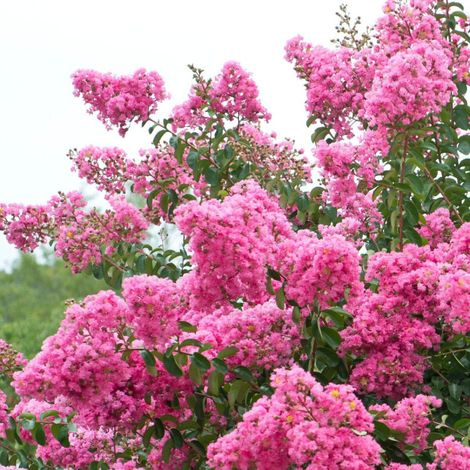 Lilas des Indes rose – Lagerstroemia – Hauteur adulte 3 à 5 mètres – Fleurs roses parfumées – Exposition soleil – Rustique jusqu'à -12°C (1/2)