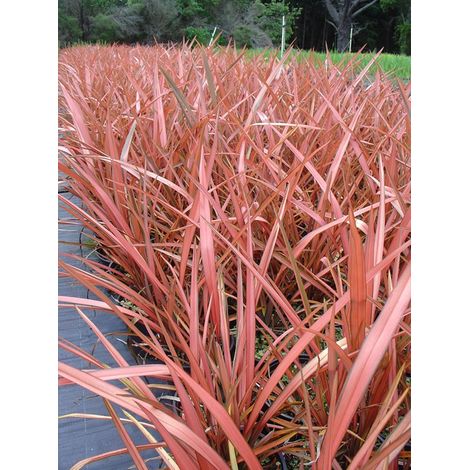 Lin de Nouvelle-Zélande 'Rainbow Maiden' Pot de 3L/4L