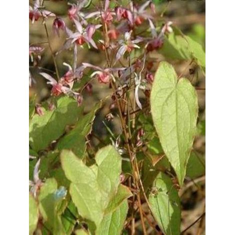 Fleur des elfes 'Pink Elf' Godet de 8/9 cm
