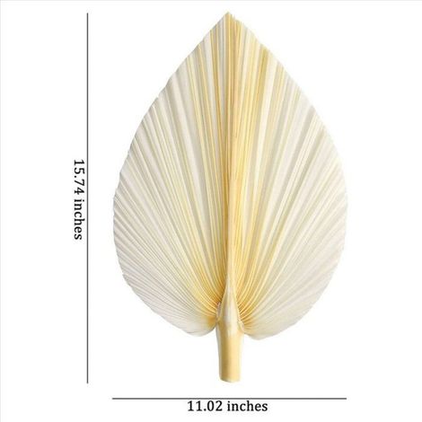 Feuilles De Palmier - Séchées Naturellement - Blanc Crème - 40 x 28 cm - Décoration Intérieure Et Événements - 6 Pièces (1/5)