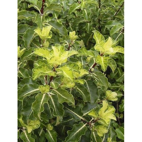 Pittosporum à petites feuilles 'Abbotsbury Gold' Pot de 2L/3L (1/4)