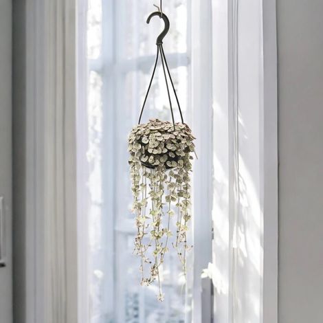 Gardenaria Ceropegia woodii variegata - Pianta da interno ornamentale - Altezza: 20 cm (vaso 8) (1/5)