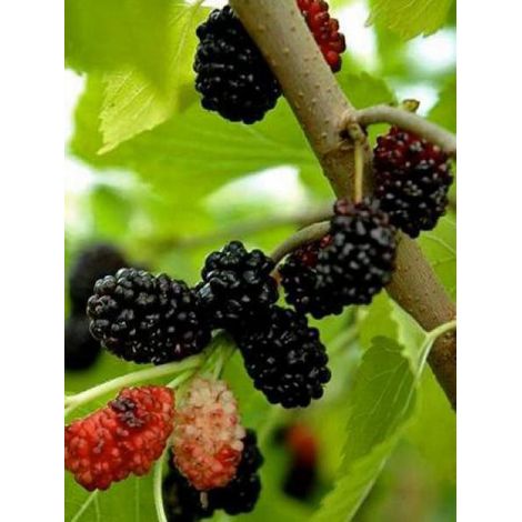 Mûrier noir Pot de 1,5L/2L