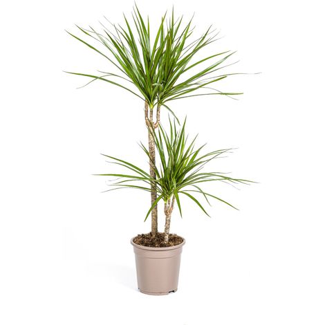 Dracaena Marginata Green Plante d'Intérieur Décorative Vert Foncé Ø19 cm Hauteur 70-90 cm - PANGIVO (1/3)