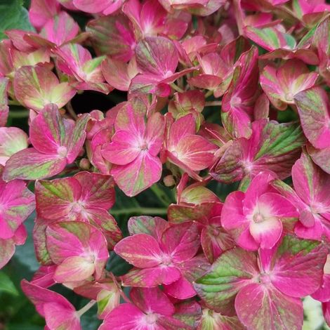 Hortensia Chocolate Ever Belles® 'Hokomachoko', Hydrangea macrophylla/Pot de 1,5L - 20/40 cm (1/4)