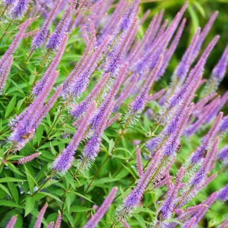 4 x Veronicastrum virginicum 'Fascination' - godet 9x9 cm