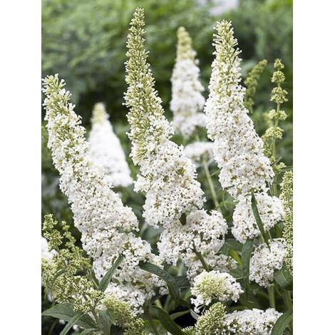 Arbre aux papillons 'White Ball' Pot de 3L/4L