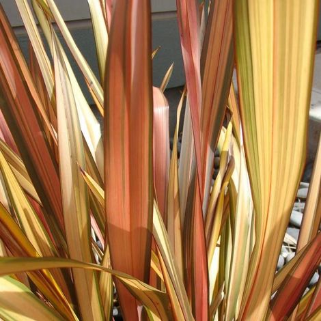 Lin de Nouvelle-Zélande Apricot Queen, Phormium/Pot de 4L - 40/60 cm