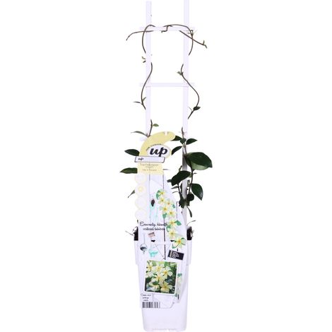 Trachelospermum 'Star of Toscana' Jasmin Étoilé Grimpant à Fleurs Jaune Pâle Parfumées 65 cm Lot de 2 - PANGIVO (1/3)
