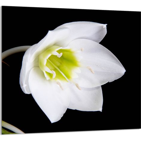 PANNEAU DE VERRE POUR CUISINE 65x60 Orchidée (1/5)