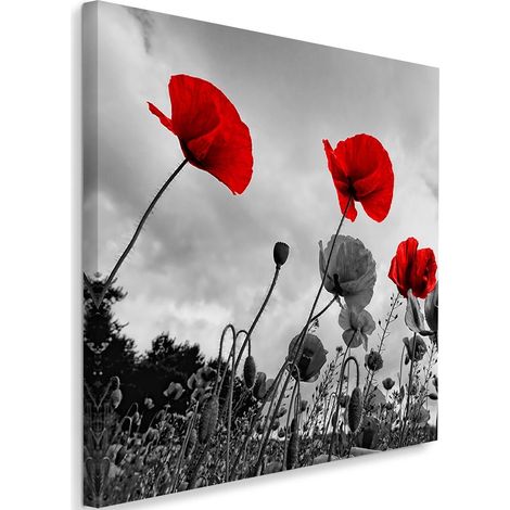 Tableau sur toile Coquelicots rouges dans le champ Nature 40x40 (1/5)