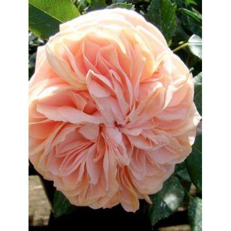 Rosier arbuste 'Garden of Roses'® Pot de 4L/5L (1/2)
