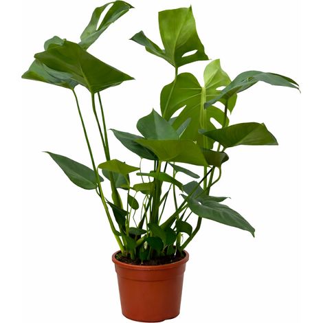 Monstera Plante Verte Décorative pour Décoration d'Intérieur Salon et Bureau - 70 cm - PANGIVO (1/5)