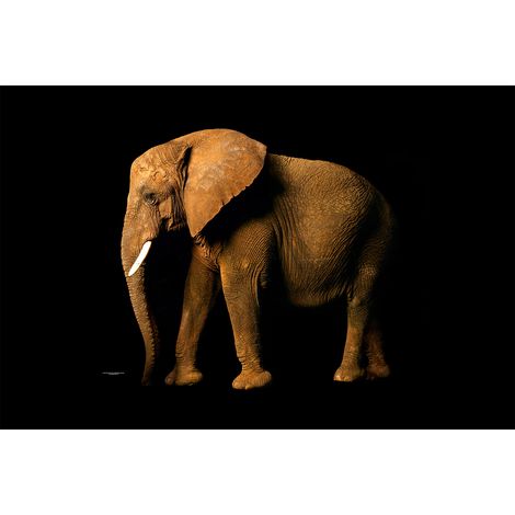 Papier peint panoramique animaux marron et noir | Tapisserie panoramique tendance pour salon | Papier peint panoramique éléphant - 267 x 400 cm (4 pièces) (1/2)