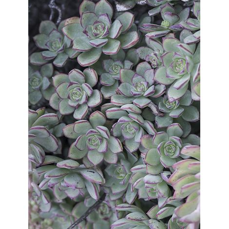 Echeveria haworthii Godet de 8/9 cm (1/2)