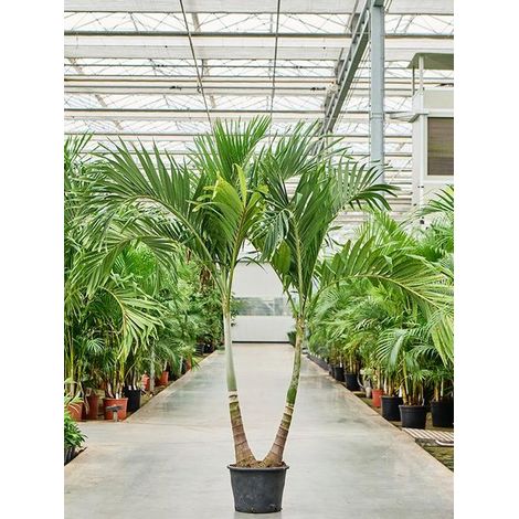 Adonidia merrillii Touffe H 2,2 m Palma tropicale ornamentale a 3 tronchi