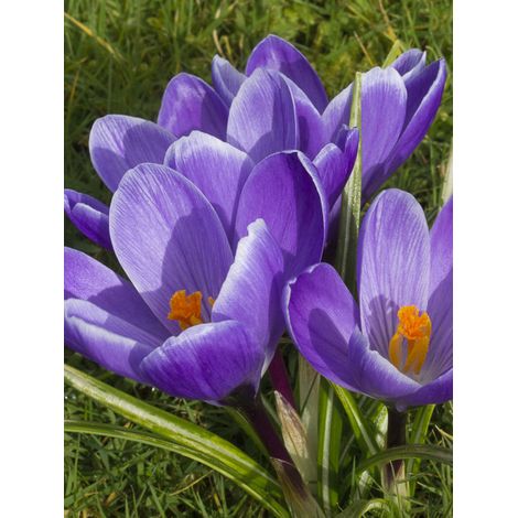 Crocus Mamouth 'Remembrance' Bulbe calibre 8+ (par 25)