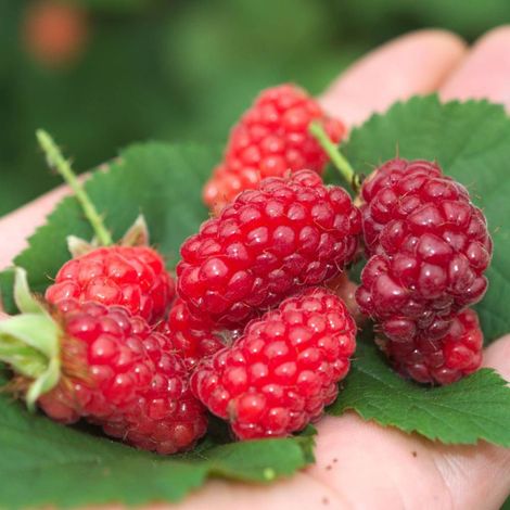 Mûre-framboise Bounty Berry 'YANTAY', Tayberry/Godet - 5/20 cm (1/2)