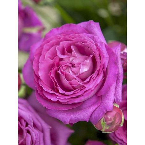 Rosier à fleurs groupées 'Claire Marshall ' Pot de 2L/3L (1/3)