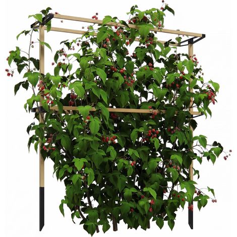 Treillis métallique flexible pour la culture des petits fruits : framboises, mûres et myrtilles – treillis extensible
