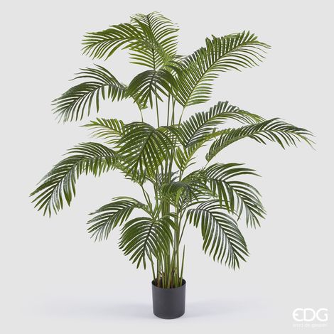 EDG Palma Areca Con Vaso H.170 C4