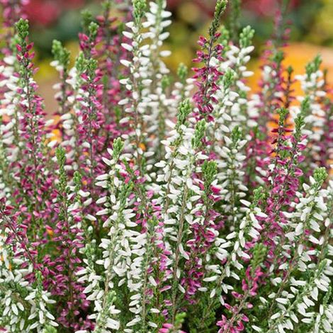 ERICA CALLUNA VULGRIS BEAUTY BELLE IN VASO 11CM