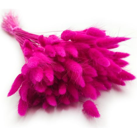 Getrockneter Lagurus - Lagurus ovata - Fuchsia