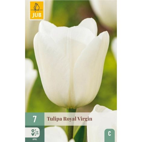 Bulbe tulipe a planter Royal Virgin par 7 Blanc