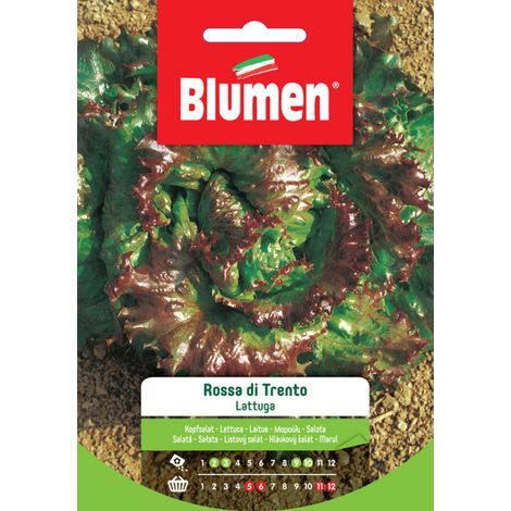 SEMI LATTUGA ROSSA DI TRENTO BLUMEN