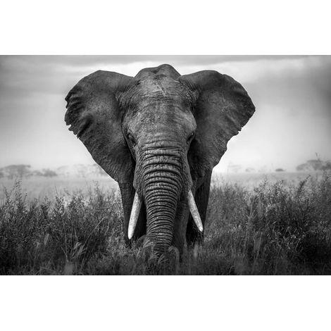 Tableau sur verre synthétique éléphant noir & blanc 80x120 cm - Impression sur Verre synthétique - Image HD imprimée sur Verre synthétique - Tableau mural décoratif - Fabriqué en France (1/5)