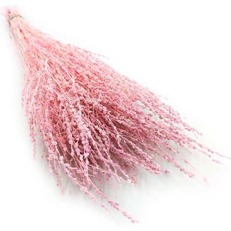 Lepidium (Lepidium sativum) - Rosa (1/5)
