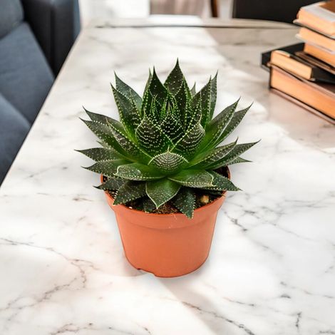 Gardenaria Aloe aristata 'Safari Ami' - Pianta da interno ornamentale - Altezza: 15 cm (vaso 10) (1/5)
