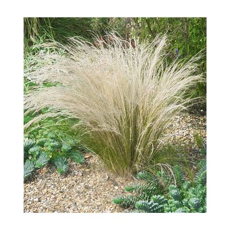 Stipa cheveux d'ange – Graminée vivace ornementale – Floraison dorée de juillet à septembre – Sols bien drainés et pauvres – Fabre Graines