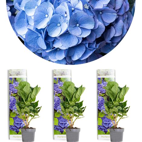 Bloomique - Lot de 3 - Hydrangea Macrophylla Early Blue - Hortensia - Hortensia commun - Plantes de jardin - Rustique - Hauteur 20-30 cm - Pot 10,5 cm