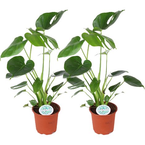 Monstera Deliciosa Lot de 2 Plantes Vertes d'Intérieur Décoratives Pot Ø14 cm Hauteur 45 cm - PANGIVO