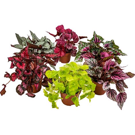 Bloomique - Lot de 6 - Begonia Beleaf Mix - Bégonia à feuilles - Lot de 6 - Plante d’intérieur - Facile d'entretien - Pot - 20-25 cm
