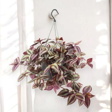 Gardenaria Tradescantia zebrina Violet - Pianta da interno ornamentale - Altezza: 25 cm (vaso 17)
