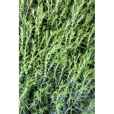 Kuschellebensbaum 'Teddy' Thuja occidentalis 'Teddy' 1L 15-  20