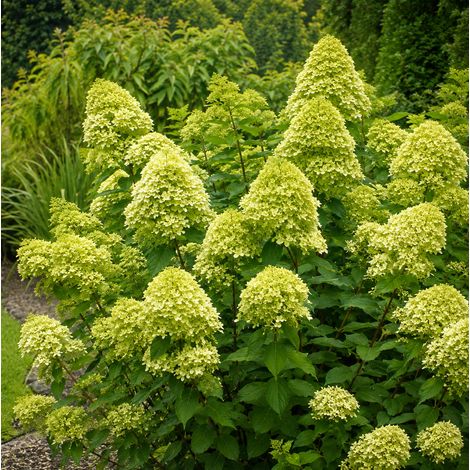 Gardenaria Ortensia - Hydrangea Paniculata 'Mojito' - Pianta acidofila ornamentale da esterno - Altezza: 40/50 cm (vaso19) (1/2)